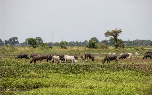 batti land